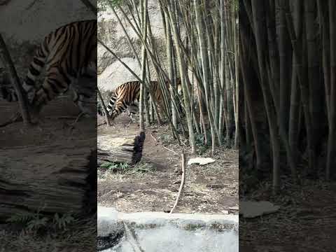 shorts 竹林にサーシャちゃん　アムールトラ🐯　浜松市動物園IMG 8337
