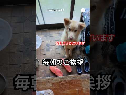 毎朝「おはよう」と挨拶してくれる犬🐶　犬　いぬ　かわいい犬 犬のいる暮らし かわいい