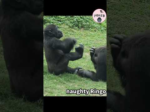 naughty Ringo with mom😆 gorilla gorillatag taipeizoo 金剛猩猩 台… サムネイル
