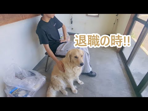 ついに退職の時が来ました。ゴールデンレトリバーティト サムネイル
