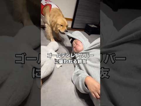 家に来るとゴールデンレトリバーに毎回この遊びをさせられてるw ゴールデンレトリバー 大型犬 親友 shorts サムネイル