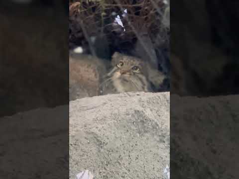 shorts オトちゃんも憧れる⁈母アズちゃん✨　マヌルネコ　神戸どうぶつ王国にて　2025年12月28日 サムネイル