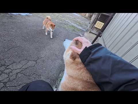 2026年3月30日(月) 裏口開けたら0秒でモモさん サムネイル