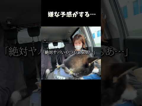 嫌な予感がする サムネイル