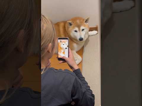 柴犬福 姉に急にキレる柴犬🤣Sis and Shiba🤣姉と柴 shorts 柴犬 japanesedog shiba… サムネイル