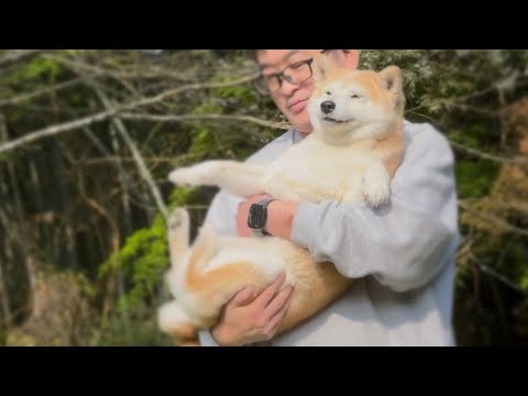 草食べ放題中に抱っこで回収される柴犬　Salad Bar Under the Cherry Blossoms サムネイル