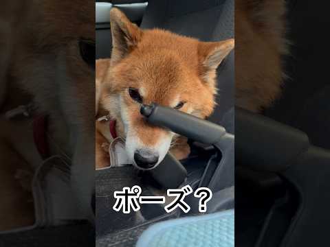 ’26.6.12 力丸とサイドブレーキ… 柴犬 shibainu 柴犬のいる暮らし 柴犬の日常 カメラ目線 車中泊犬…