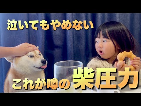 娘が大切にしているばぁばから貰った人形を奪い、泣いても狙い続ける柴犬 サムネイル