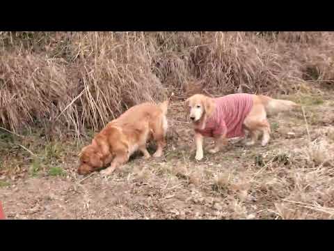 「箱罠に入るなよ」近づかない事と近づいての入らない違い。 サムネイル