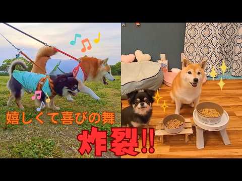 嬉しくて喜びの舞炸裂!! サムネイル