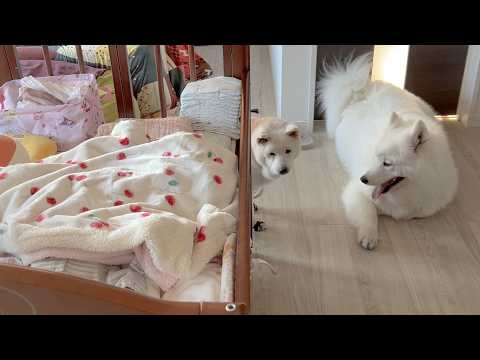 ワンオペで赤ちゃんと柴犬とサモエドの面倒を見ることになった日の様子 サムネイル