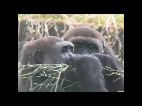 gorilla Tayari 15y2 old mom & son Jabali 5y6m old Eat bambo… サムネイル