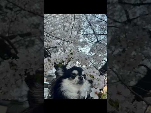 桜を見ながらお散歩するチワワのいちご サムネイル