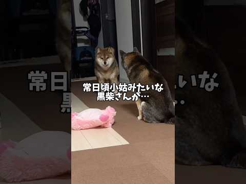 同居犬🐕が不在！その時胡麻柴は… サムネイル