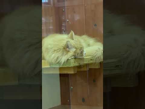 shorts お久しぶりのベロニカくん　ワンニャンリビング　那須どうぶつ王国にて　2026年1月30日 サムネイル