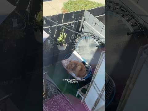 dog-tor coby to rescue🛟goldenpup puppy goldenpupppy dogbree… サムネイル