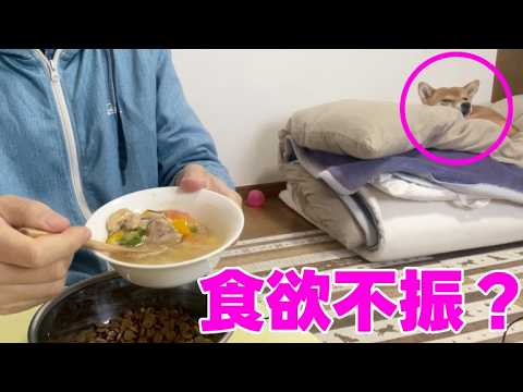 どうした？ご飯の準備を始めてもこっちにこないと心配　真名井の清水 サムネイル