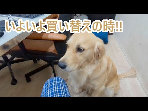 いよいよ買い替えの時。ゴールデンレトリバーティト サムネイル