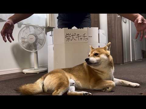 さあ、柴犬とん君をキャッチできるのか!? 柴犬 柴犬とん