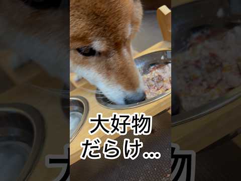 ’26.1.11 力丸の…食っちゃ寝… 柴犬 shibainu 柴犬のいる暮らし 柴犬の日常 食べる犬 寝顔 眠る犬… サムネイル