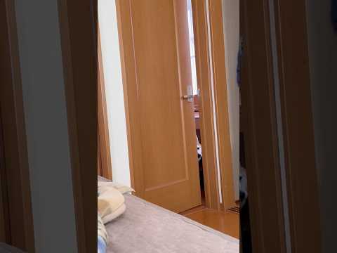 柴犬福 【名作】兄の部屋入るの失敗柴犬😂Coming Shiba🤣shorts japanesedog 柴犬 shib… サムネイル