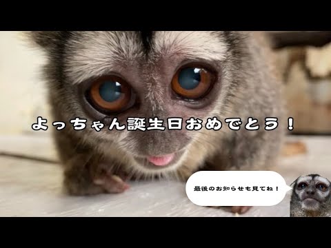 よっちゃん誕生日おめでとう！！ サムネイル