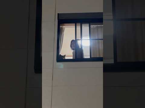 柴犬福 姉を見送ってる時の柴犬🤣Why here🤣姉と柴 shorts japanesedog 柴犬 shibainu… サムネイル