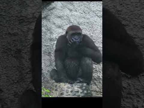 wash face.stay hydrated.little Gorilla Jabali 5y5m old.shor…