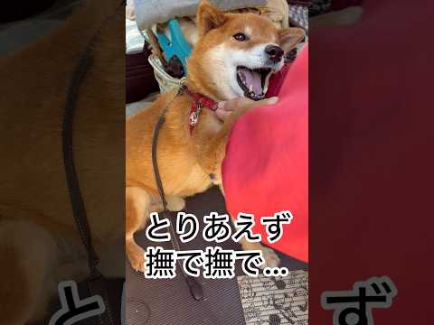 ’26.3.24 力丸の声が聞きたい… 柴犬 shibainu 柴犬のいる暮らし 柴犬の日常 吠える 力丸 サムネイル