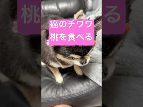 お見舞いの桃を食べるチワワのいちご サムネイル