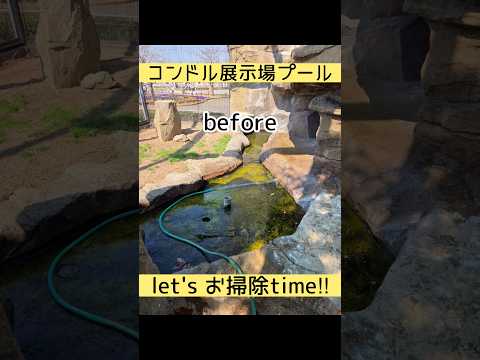 コンドル展示場プール　お掃除タイム　東武動物公園 zoo 動物園 動物 飼育係 コンドル お掃除 サムネイル