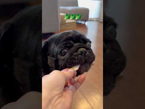 🥬ASMR dog 柴犬 パグ doggie shibainu pug cutedog asmr 食いしん坊 shib… サムネイル