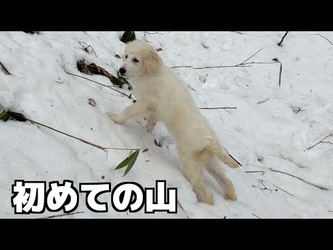 豆きち、初めての雪山へ！行きたい犬と行きたくない犬、それぞれのペースで サムネイル