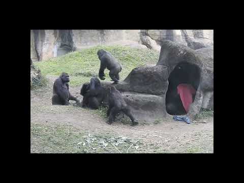 gorilla Iriki mom & son Ringo 4y8m old。Tayari mom & son Jab… サムネイル