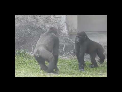 little gorilla brothers Jabali 5y4m old & Ringo 4y9m old. s… サムネイル