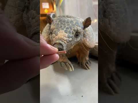 オヤツに食らいつくアルマジロむっちゃん♪shorts アルマジロ armadillo サムネイル