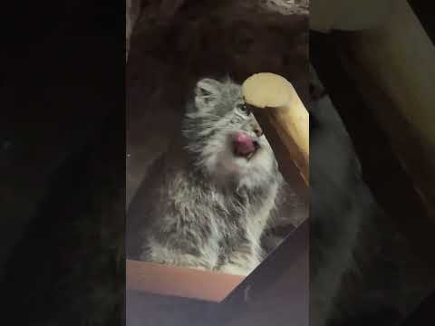 shorts 毛繕いクリョンくん　マヌルネコ　上野動物園にて　2026年2月6日 サムネイル