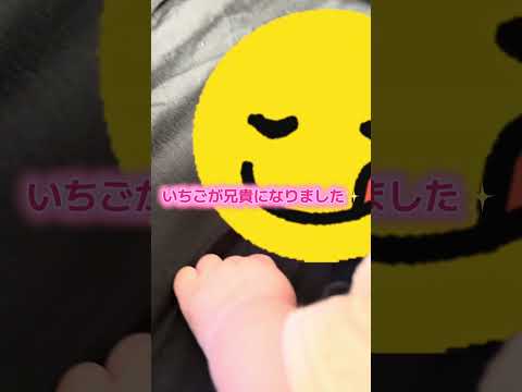 嬉しい報告をするチワワのいちご サムネイル