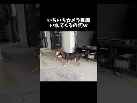 常にカメラを意識してくれる柴犬 サムネイル
