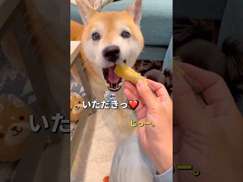 おいもー🐶❤️柴犬 チワワ shorts サムネイル