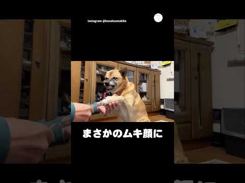 足の毛カット中まさかのムキ顔になる保護犬　　保護犬　犬　犬のいる暮らし　面白い　保護犬を家族に サムネイル