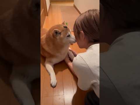 柴犬福 姉に北上を気付かれず謝罪される柴犬🤣Sis and Shiba🤣姉と柴 shorts 柴犬 japanesed… サムネイル