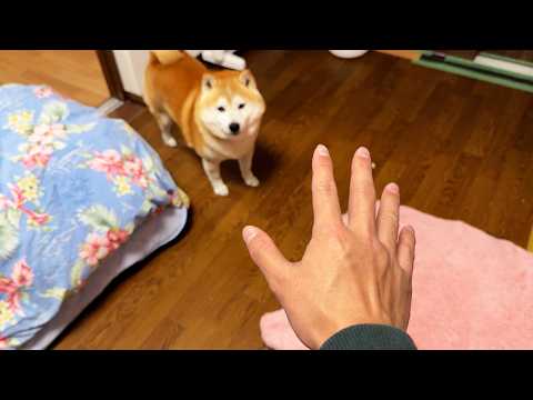 通りすがりの柴犬の前で苦しそうな小芝居を打ってみると・・・