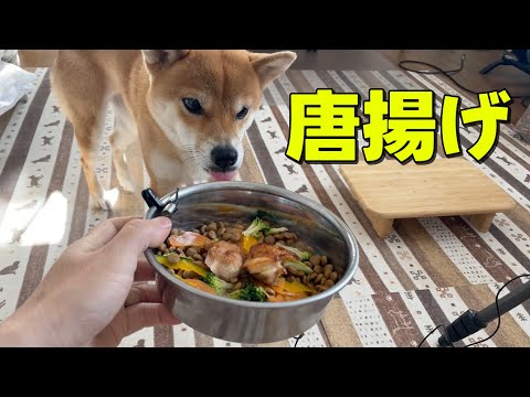 唐揚げをガッツリ頬張る　柴犬小夏　ASMR サムネイル