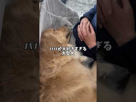 パパが大好きすぎる大型犬 ゴールデンレトリバー 可愛い 大型犬のいる生活 goldenretreiver 大型犬と子供 サムネイル