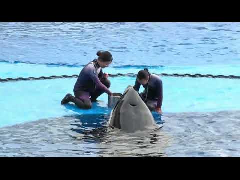 2回目パフォーマンス終了後のランちゃん　須磨シーワールドにて　2025年12月30日 サムネイル