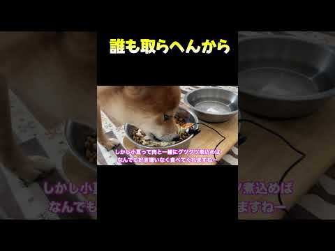 誰も取らへんから 神戸 柴犬 shiba shibainu