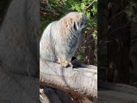 shorts アブちゃん お向かいのミカゲくん(カモシカ)見て、バックヤードのナゴムくん見て🤭　マヌルネコ　那須どうぶ… サムネイル