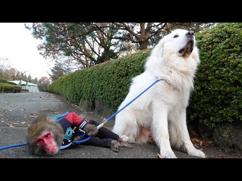 犬と猿の新しい関係…歩けなくなった猿を介助するグレートピレニーズ サムネイル
