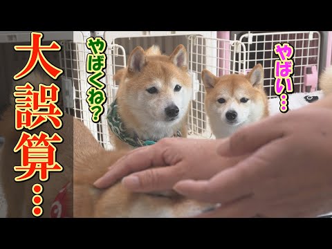 運動嫌いで太り続ける柴犬より、運動しない者達が現れました・・・ サムネイル